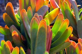 Succulents II | Obraz na stenu