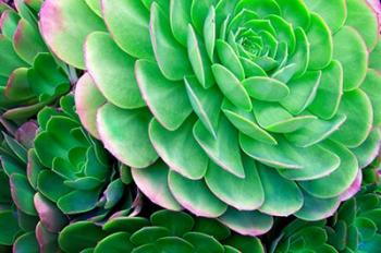 Succulents IV | Obraz na stenu