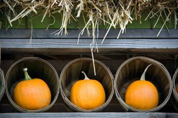 Pumpkins | Obraz na stenu