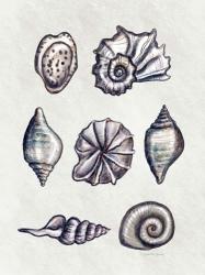 Shells II | Obraz na stenu