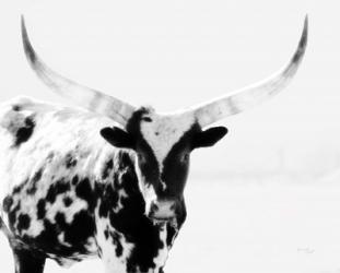 Longhorn II | Obraz na stenu