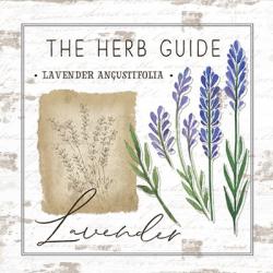 Herb Guide - Lavender | Obraz na stenu