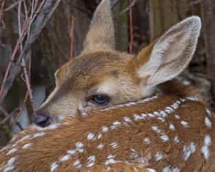 Mule Deer Fawn | Obraz na stenu