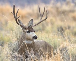 Mule Deer Buck | Obraz na stenu