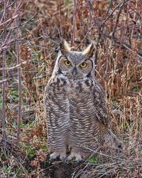 Great Horned Owl | Obraz na stenu