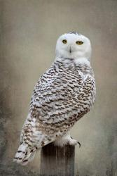 Snowy Owl | Obraz na stenu