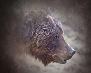 Grizzly Bear Boar | Obraz na stenu