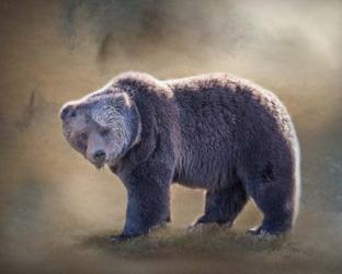 Grizzly Bear Boar | Obraz na stenu