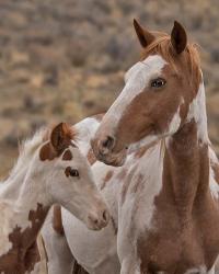 Gypsy & Sentinel - S Steens Wild Mustangs | Obraz na stenu