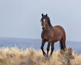 Cherokee - S Steens Wild Stallion | Obraz na stenu