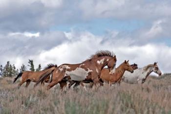 South Steens Mustangs | Obraz na stenu