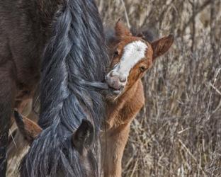 Ochoco Wild Foal - Big Summit HMA | Obraz na stenu