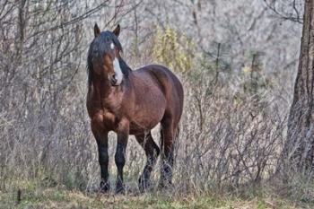 Ochoco Wild Stallion - Big Summit | Obraz na stenu