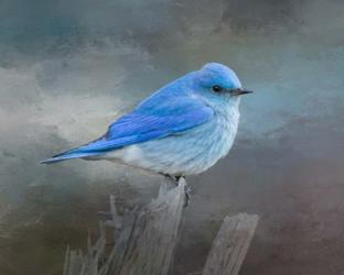 Mountain Bluebird | Obraz na stenu