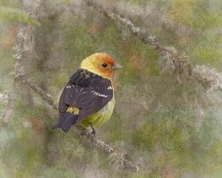 Western Tanager | Obraz na stenu