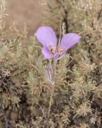 Mariposa Lily | Obraz na stenu