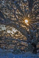 New Years Steens Mountain Sunrise | Obraz na stenu