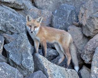 Red Fox Kit I | Obraz na stenu