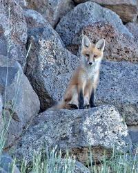 Red Fox Kit II | Obraz na stenu