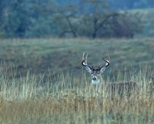 Montana Whitetail Buck | Obraz na stenu