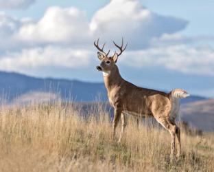 Montana Whitetail Buck II | Obraz na stenu