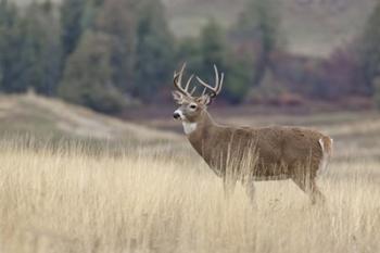 Montana Whitetail Buck III | Obraz na stenu