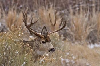 Mule Deer Buck | Obraz na stenu