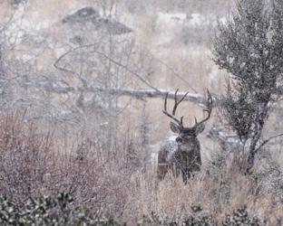 Mule Deer Buck - Steens Mountain | Obraz na stenu