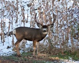 Mule Deer Buck | Obraz na stenu