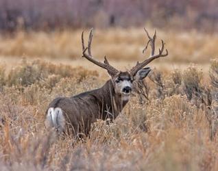 Mule Deer Buck II | Obraz na stenu