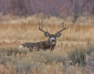 Mule Deer Buck III | Obraz na stenu