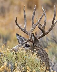 Mule Deer Buck IV | Obraz na stenu