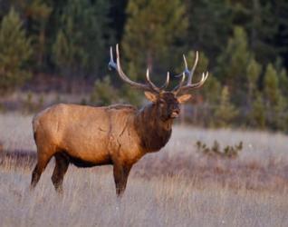 Bull Elk | Obraz na stenu