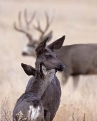 Dark Mule Deer Doe | Obraz na stenu