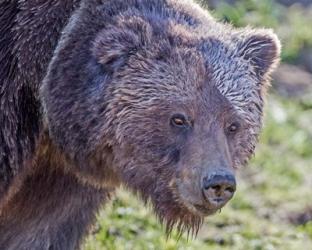 Grizzly Bear Boar | Obraz na stenu