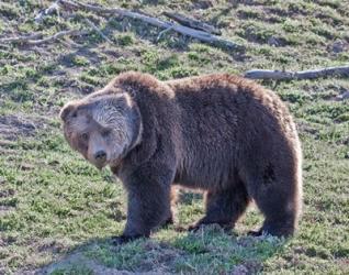 Grizzly Bear Boar II | Obraz na stenu