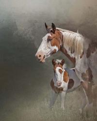 Chinook & Her Foal | Obraz na stenu