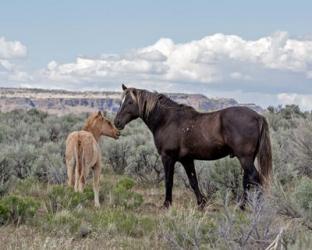 Copper Pennys Foal & Juniper | Obraz na stenu