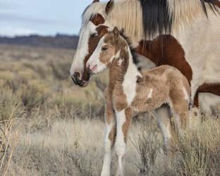 Lady Braveheart & Filly | Obraz na stenu