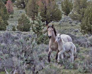 Palomino Mare & Colt | Obraz na stenu