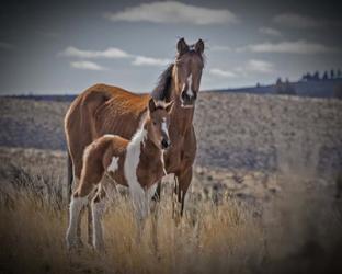 Sequoyah Colt | Obraz na stenu