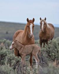 Golden Eagle, Spice & Her Foal | Obraz na stenu