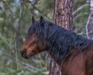 Ochoco Bay Stallion | Obraz na stenu