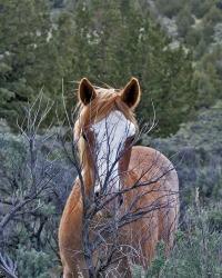 Filly - Palomino Buttes | Obraz na stenu