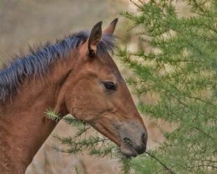 Ochoco Foal & Larch | Obraz na stenu