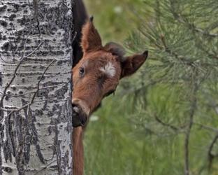 Ochoco Foal - Ochoco | Obraz na stenu