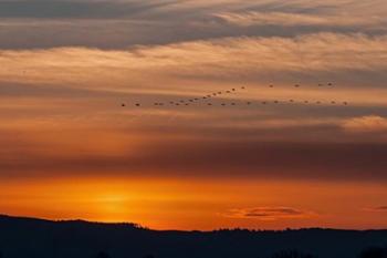 Sunset Flight | Obraz na stenu