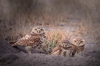 Burrowing Owl | Obraz na stenu