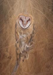 Barn Owl | Obraz na stenu