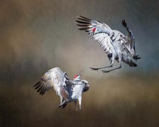 Sandhill Cranes | Obraz na stenu